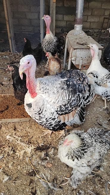 hinduska satisi: Самец, Для разведения — 2