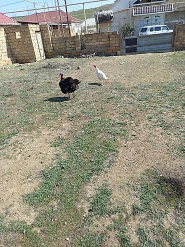 Inəklər, öküzlər: Erkək, Damazlıq — 2