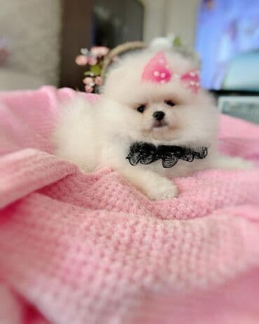 kreditle it satisi: Şpitz, 2 ay, Erkek, Peyvəndli, Ödənişli çatdırılma — 5