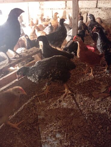 Volkswagen: Куриные цыплята, Для разведения — 6