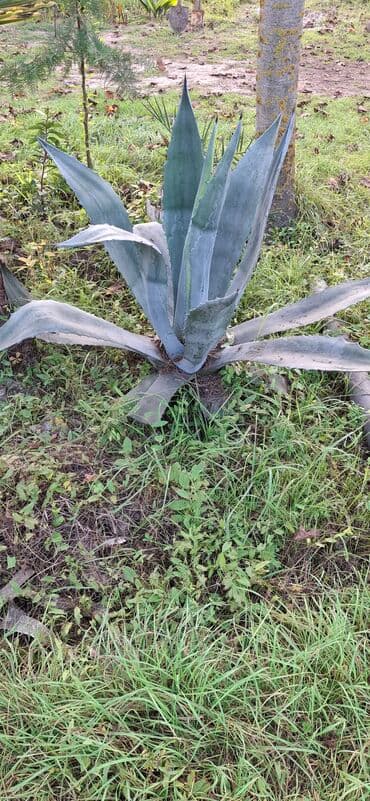 Digər bitkilər: Bitki: Agava americana (mavi‑boz yarpaqlı dekorativ agava) Təsvir: - — 1