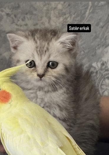 Şinşila dişi 0516539466 lalafo.az -da Şinşila dişi 0516539466