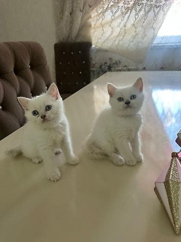 heyvan qəfəsi: Britan, Yaxşı əllərə — 3