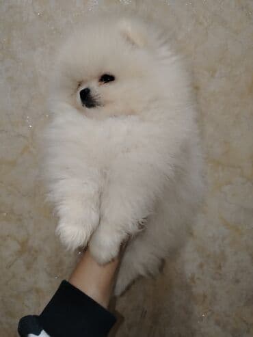 heyvan bazarı: Şpitz, Peyvəndli — 8