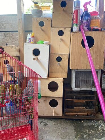 hazır ev layiheleri: Hazir erkey tam hazirdi dişini satmisam tək qalib 2 dəfe bala almisam — 5