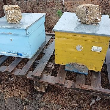 arpa bugda satisi: Arıçı üçün komplekt arı yeşikləri (pətəklər) - Material: taxta — 2