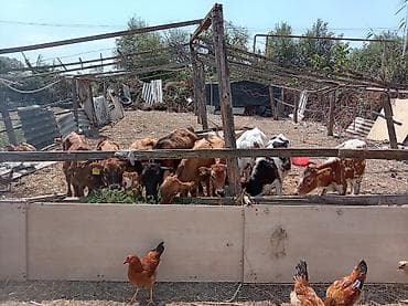 vendam kendi: Satılır: cavan dana və buzovlar sürüsü - Növlər: müxtəlif rəng və — 4