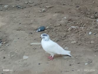 heyvanlara verilen adlar: Ağ göyərçin di başinin uddu qara çil 50qzn di palıddan döydü nömrə — 2