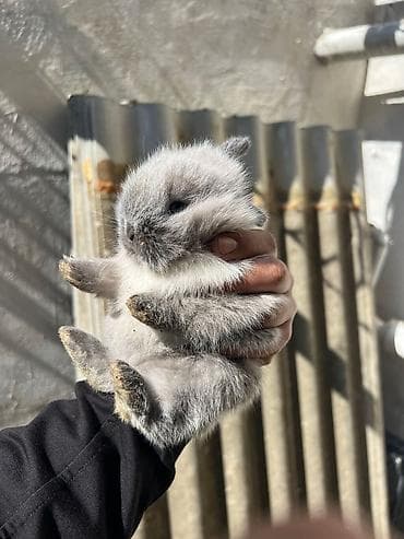 tap.az heyvanlar qusar: 1 aylıq çox şirin dovşan satılır 🐰✨ Tam sağlamdır, çox sakit və — 9