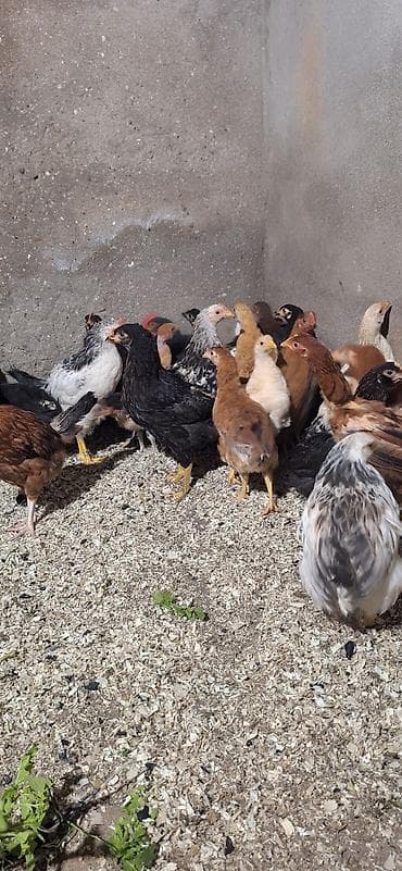 cücə: Toyuq cücələri, Damazlıq, Ödənişli çatdırılma — 10