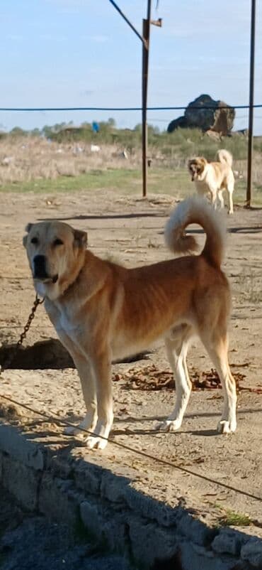 sərab çoban iti: 2 il, Erkek, Peyvəndli, Ödənişli çatdırılma — 2