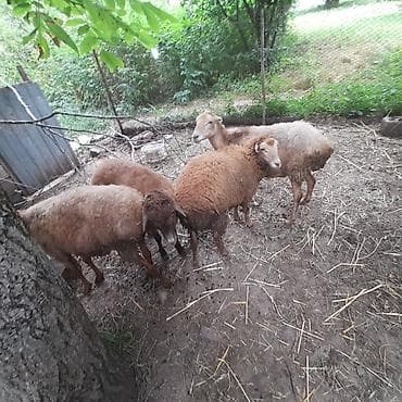 cins buzovların satışı: Qoyun sürüsü – 4baş - Cins/type: yerli ətlik qoyunlar (qarışıq — 1