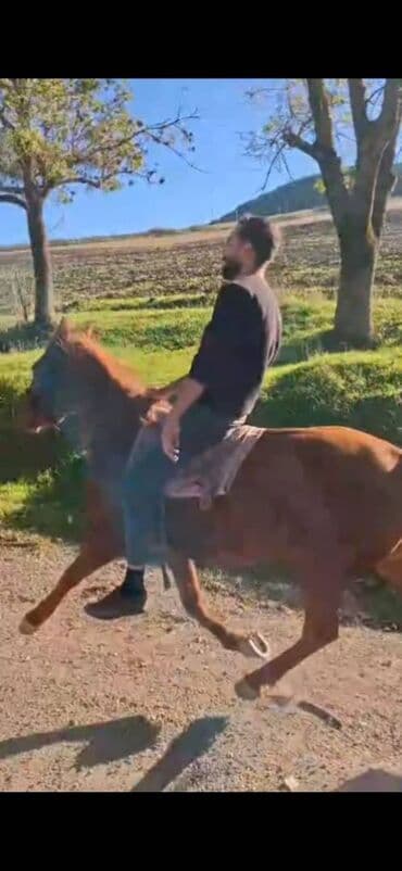 той пудель цена в баку: Самка, лет: 6 — 2