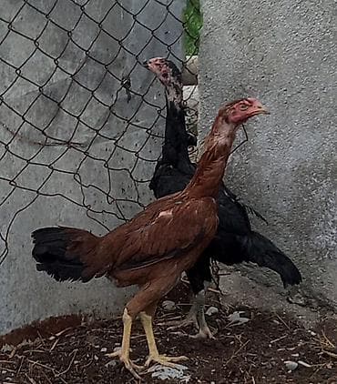cins inəklərin satışı: Fərələrin biri 50 manatdı. İkisinidə götürənə endirim edərəm. Cavan — 1