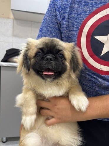 Akvarium aksessuar və ləvazimatları: Pekines, 6 ay, Erkek — 2