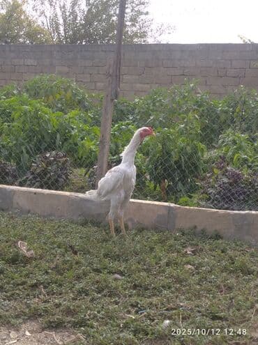 quş yuvaları: Xoruz, il: <1 — 8