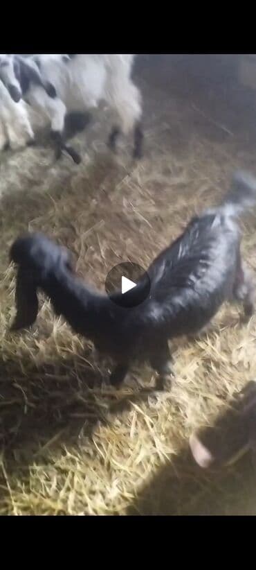 dovşan şəkilləri çəkmək: Hələb keçi — 4