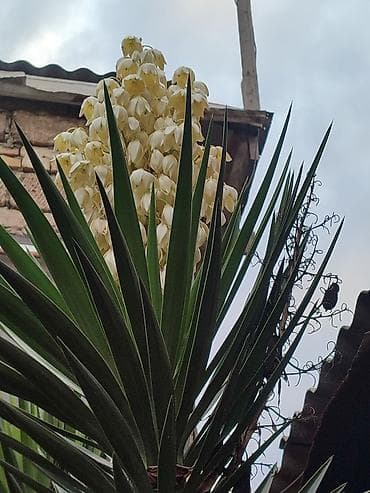 Dekorativ yucca (Yucca filamentosa/yucca ağacı) - Hündür, çoxillik — 4