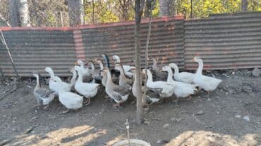 Akvariumlar: Qazlar — 5