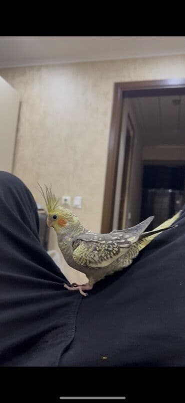 ara tutuquşu: Növlə: Nimfa tutuquşu (Cockatiel) Cins: Erkək Yaş: 4 aylıq — 2