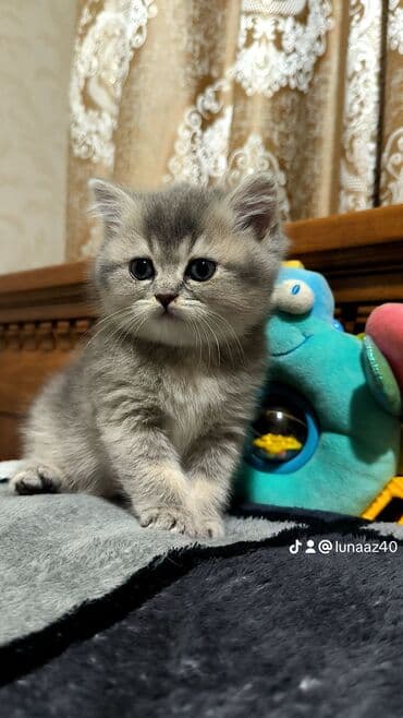 взять бесплатно котёнка: Самец — 5