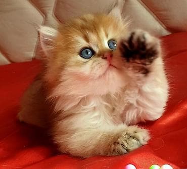 pişik sudu: Erkək, Ünvandan götürmə — 2