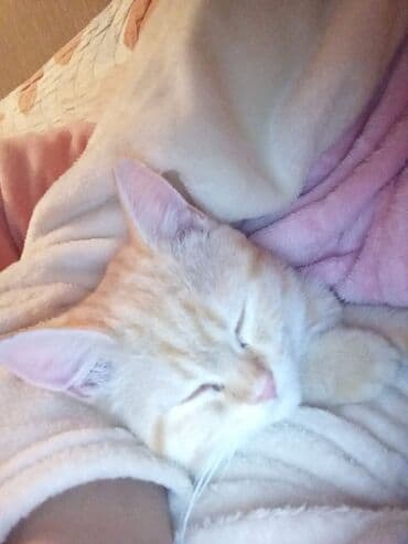 pişik sudu: Yaxşı əllərə — 1