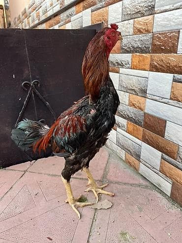 it satisi gence: Xoruz, il: 1 — 2