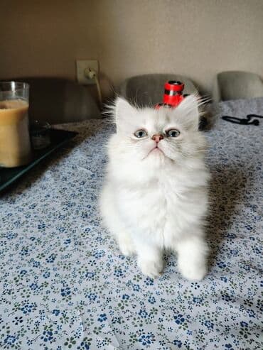 rus mavisi pişik satışı: Britan — 3