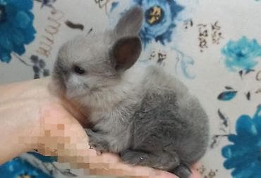 heyvan meymun: Cins boyumeyen dovşan balalari. Tek ve top satilir. Çatdirma metro ve — 5