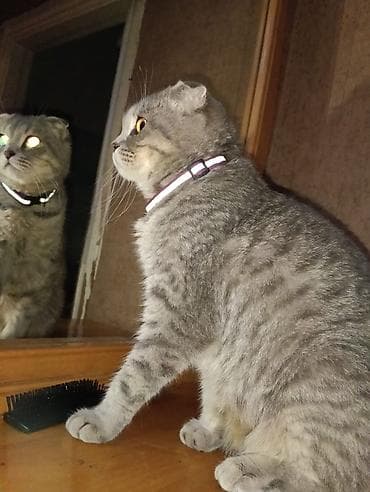 ev heyvanlarının satışı: Şotland, Dişi — 2