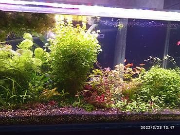 it bala: Akvarium bitkiləri, gübrələr və balıqlar — 3