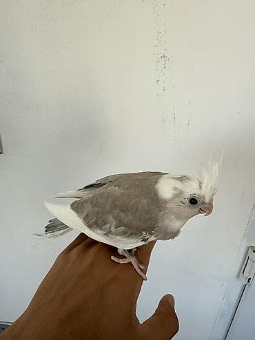 sultan tutuquşusu: Ağüz (Whiteface) Korella tutuquşusu balaları. Tutuquşular ələ — 2