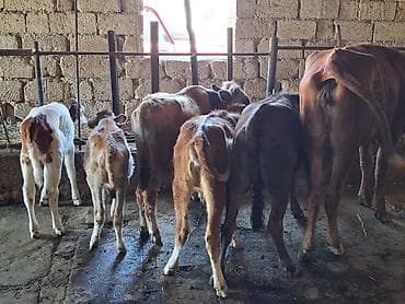 mal qoyun: Dana, buzov, Dişi, ay: 1, 100 kq, Südlük, Ünvandan götürmə, Ödənişli çatdırılma — 3