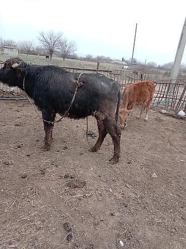 bakida it barinagi: Məhsul: Camış (erkək) Təsvir: - Qara tüklü, qısa buynuzlu yerli — 5