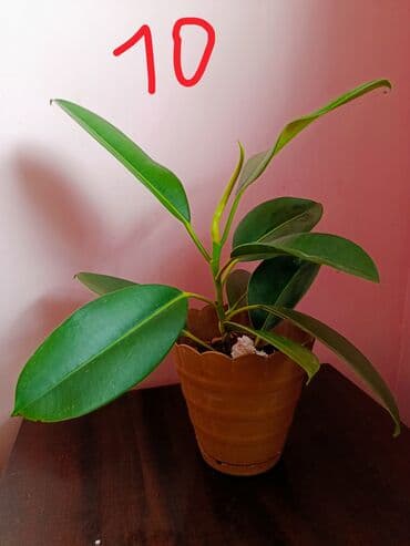 Fikus, 5 AZN dən başlayan qiymətlərlə lalafo.az -da Fikus, 5 AZN dən başlayan qiymətlərlə