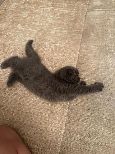 pişiy: Şotland yastı qulaq — 4