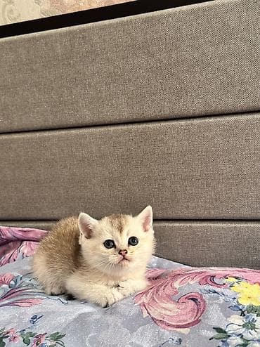 pişim: Şotland, Erkək, Ünvandan götürmə, Pulsuz çatdırılma — 7