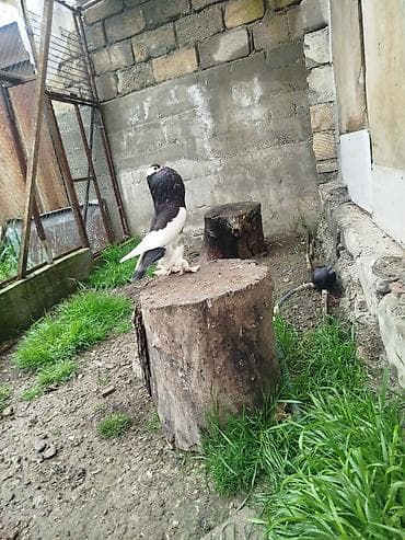 itlerin satisi ve qiymetleri: Cins: Şişin sinəli, tüklü pəncəli göyərçin . super damazliq şişman — 10