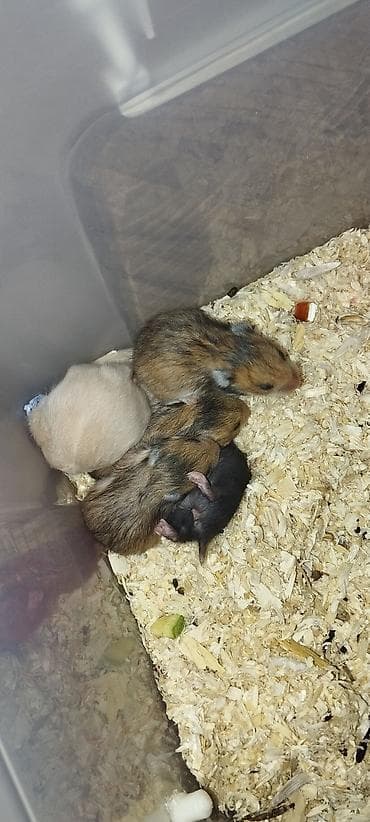 Gəmiricilər: Balaca hamster balaları – müxtəlif rənglərdə - Növ: xırda ev — 1