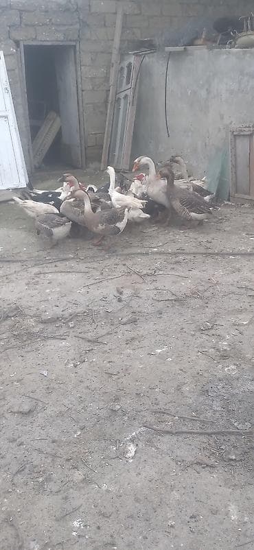 it xaltalari satisi: Erkək, | Lal ördək, Damazlıq — 2