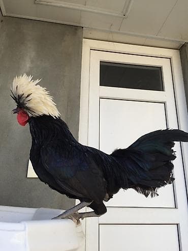 sabuncu heyvan bazari: Toyuq, Damazlıq — 3