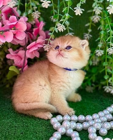 pisiy: Şotland — 1