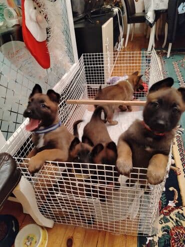 itle barter: Belçika çoban iti — 1