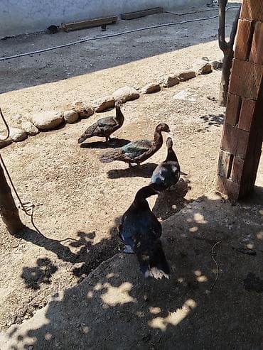 yırtıcı quş: Diri çəki ilə də satilir kəsilmisdə satilir kilosu 15azn — 5