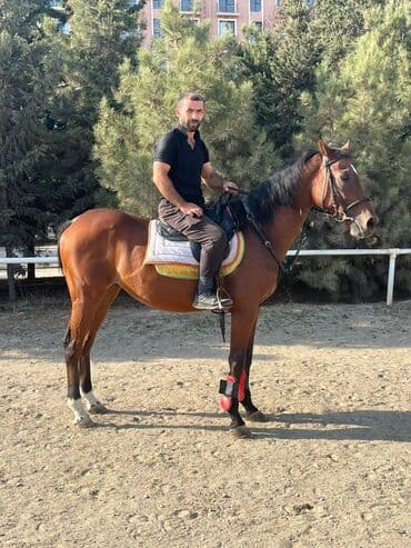 bakida cins ineklerin satisi: Ingilis ati satilir — 3