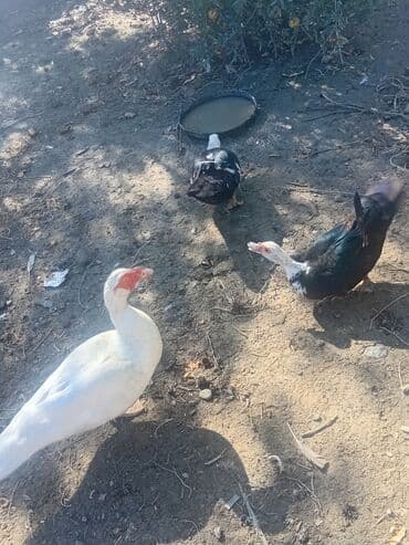 pişik üçün yuva: Musk ördəkləri satılır – təsərrüfat üçün məhsuldar ətlik cins — 2