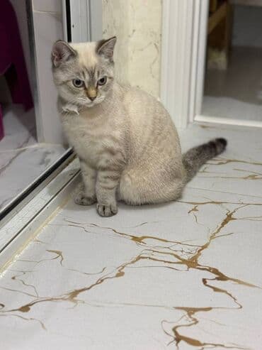 pişik alıram: Şinşilla, Erkək — 2