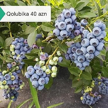 süd məhsulları: Салам килемейве тинклери сатылыр истесениз чатдырылма вар — 7