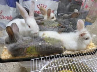 dovşan alıram: Məhsul: Dekorativ dovşan balaları Təsvir: - Fərqli rəng və tüklü — 1